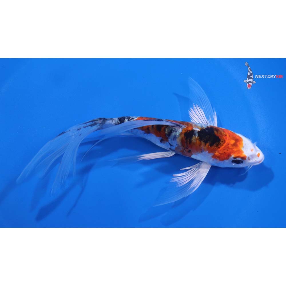 5.5” Imported Armor Scaled Yamato Nishiki Butterfly Koi