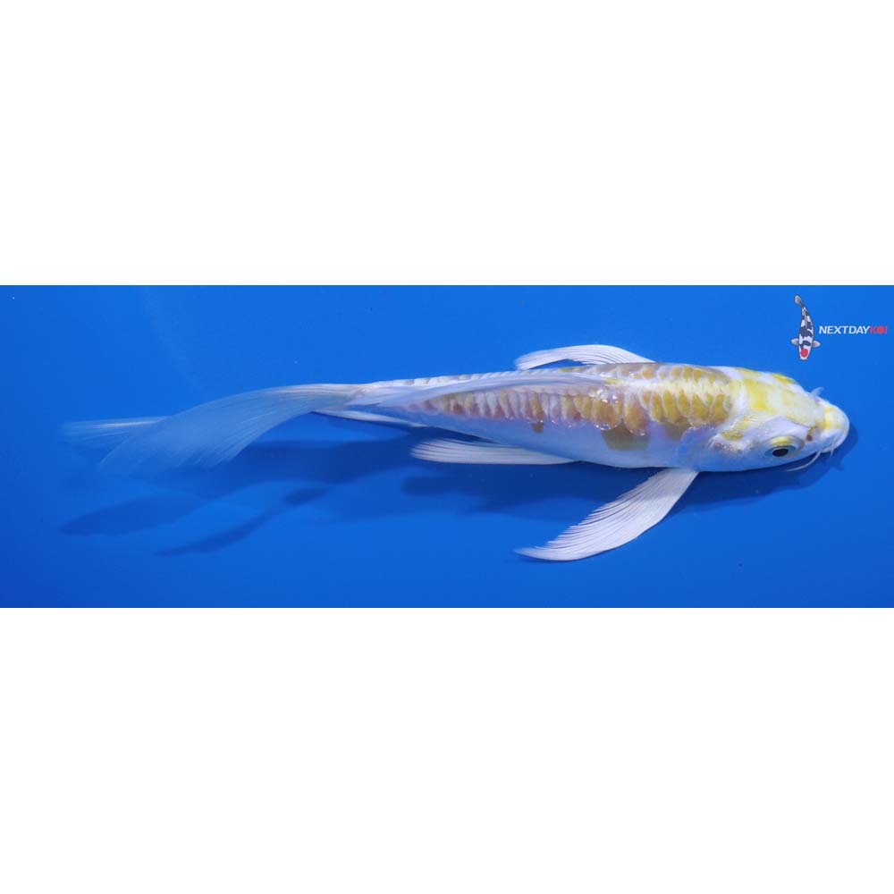 5.5” Imported Doitsu Lemon Hariwake Butterfly Koi