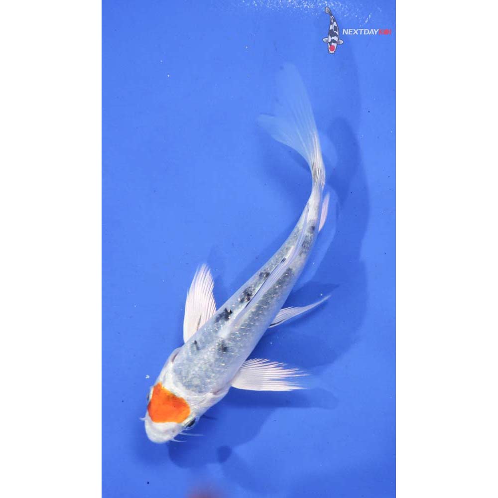 5” Imported Yamato Nishiki Butterfly Koi