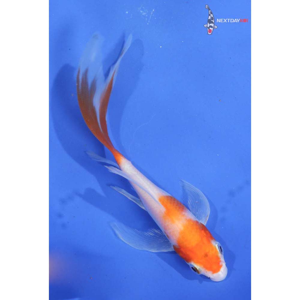 5” Imported Kohaku Butterfly Koi
