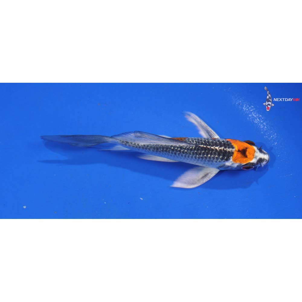 4.5” Imported Kujaku Butterfly Koi