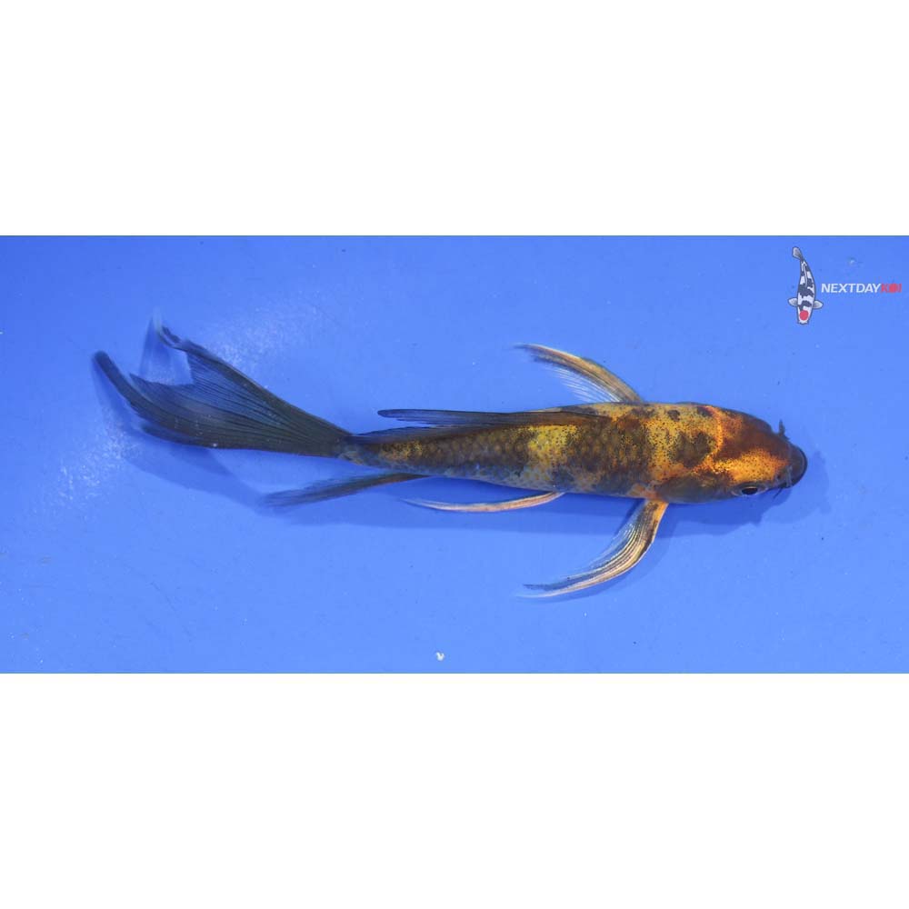 4.5” Imported Ki Utsuri Butterfly Koi