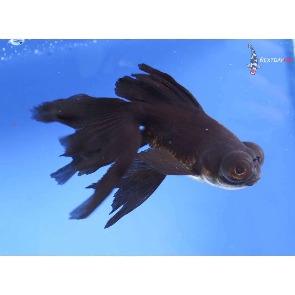 5” Imported Panda Telescope Fantail
