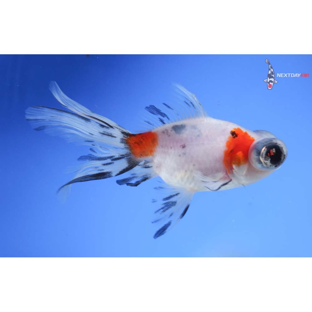 4.5” Imported Calico Telescope Fantail