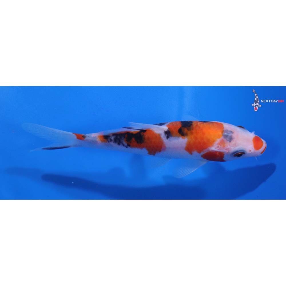 5” Imported Sanke