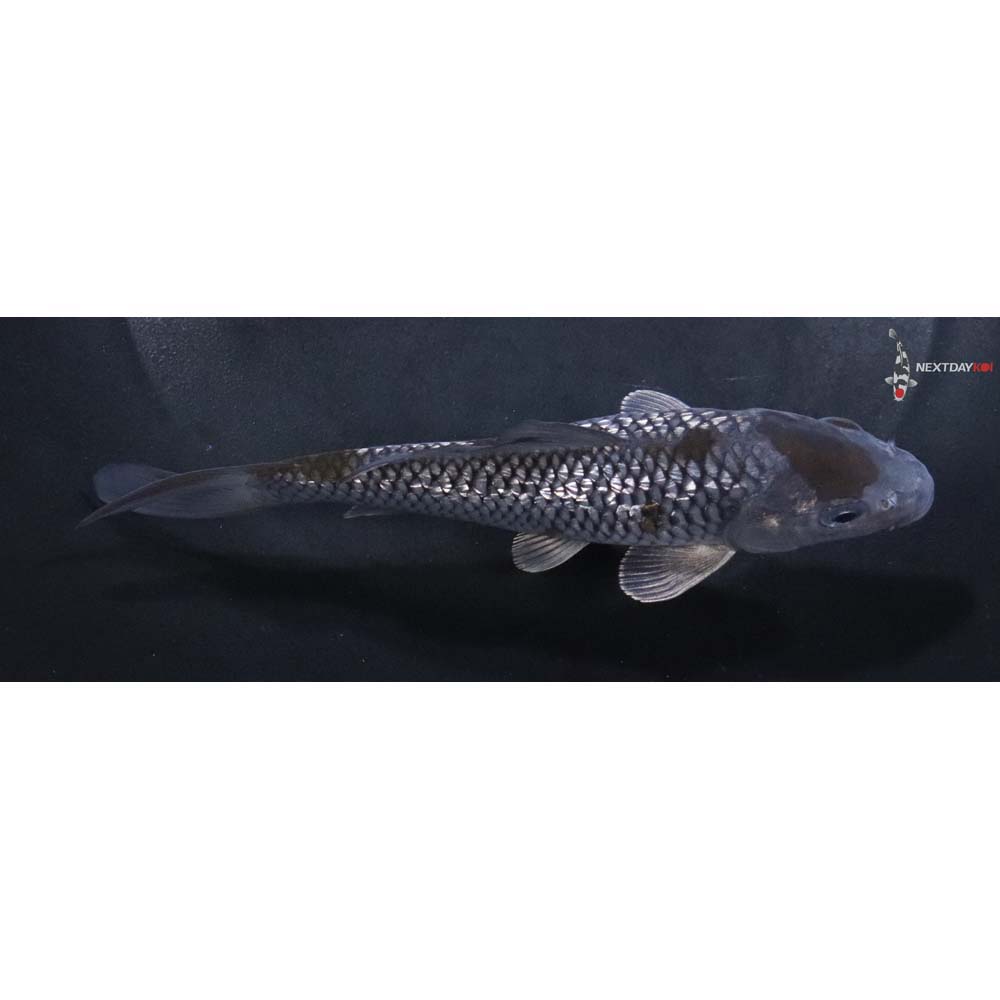5” Imported Gin Rin Ochiba Shigure