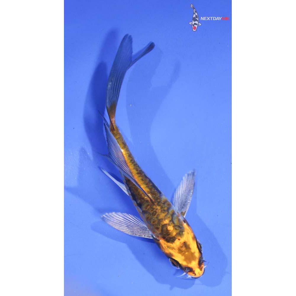 4” Imported Kin Kikokuryu Butterfly Koi